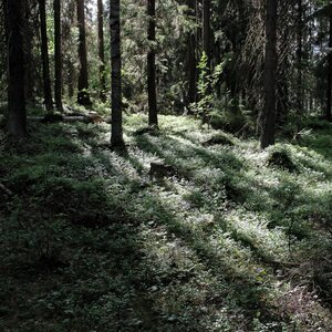 Rilla Tervonen Akustiikkataulu Satumetsä 1