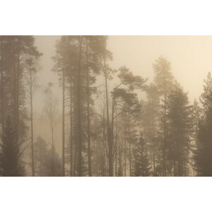 Rilla Tervonen Akustiikkataulu Aamumännyt 3