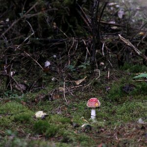 Rilla Tervonen Akustiikkataulu Kärpässieni 2