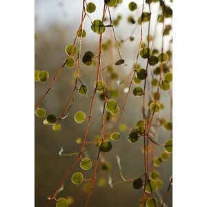 Saara Konttila Akustiikkataulu Botanical 1