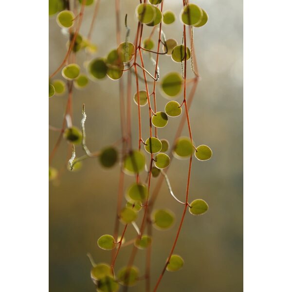 Saara Konttila Akustiikkataulu Botanical 2