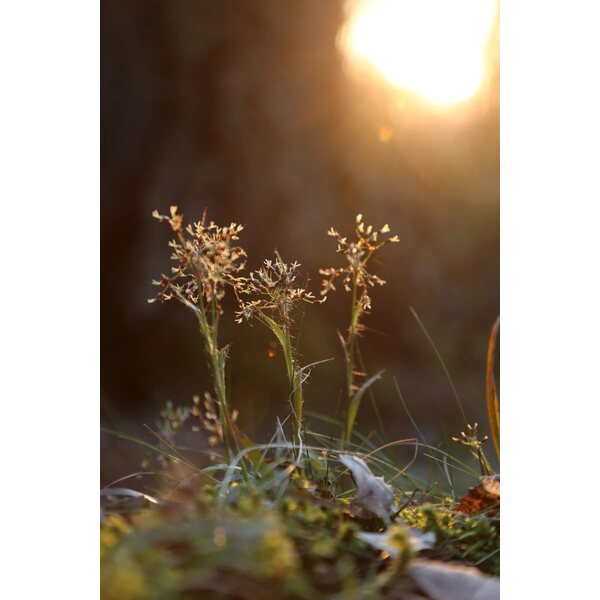 Saara Konttila Akustiikkataulu Botanical 3